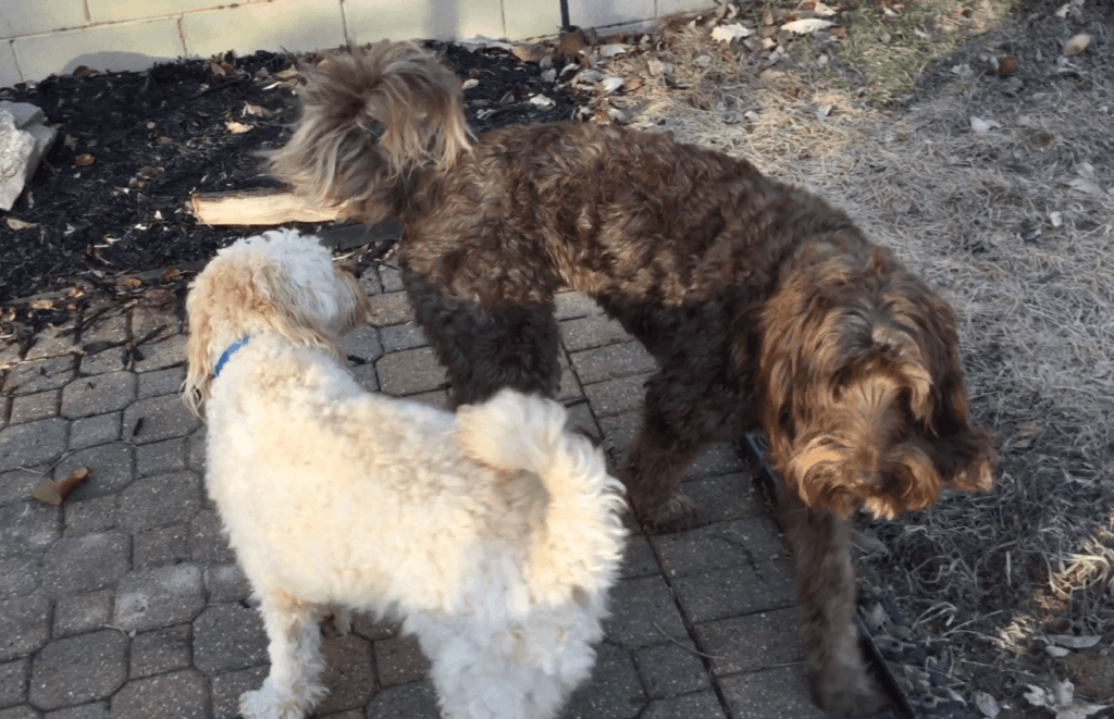 Two dogs greet each other politely.