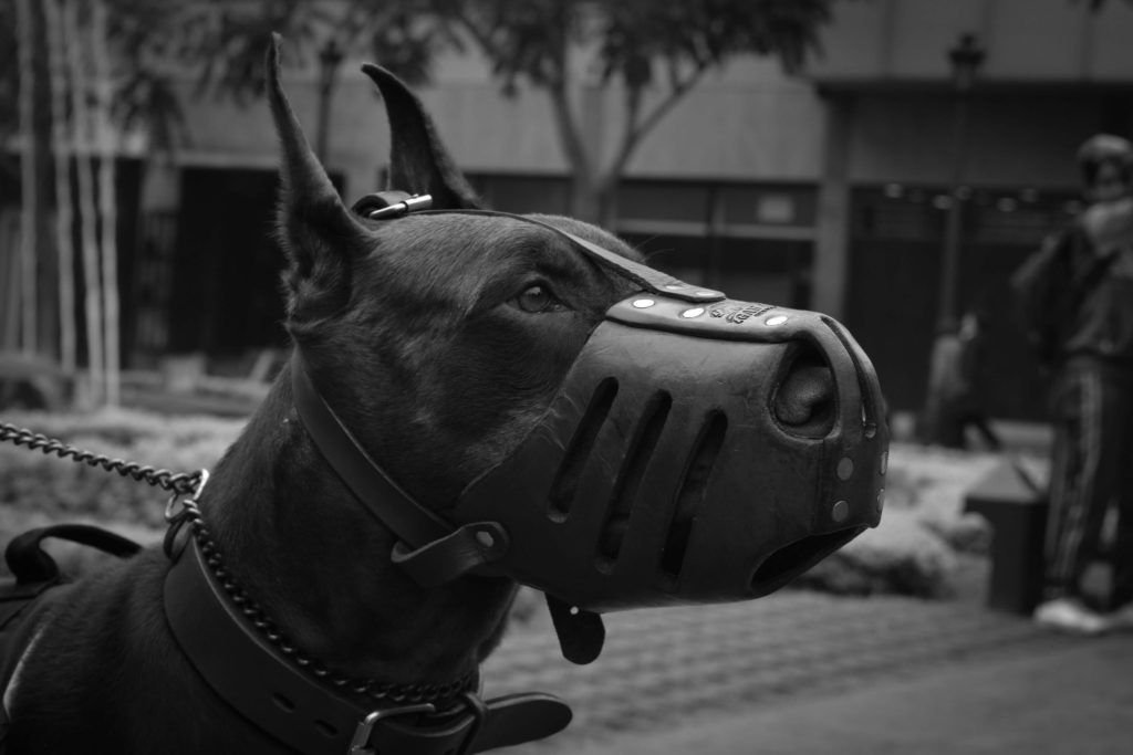 Black and white picture of a dog with a muzzle.