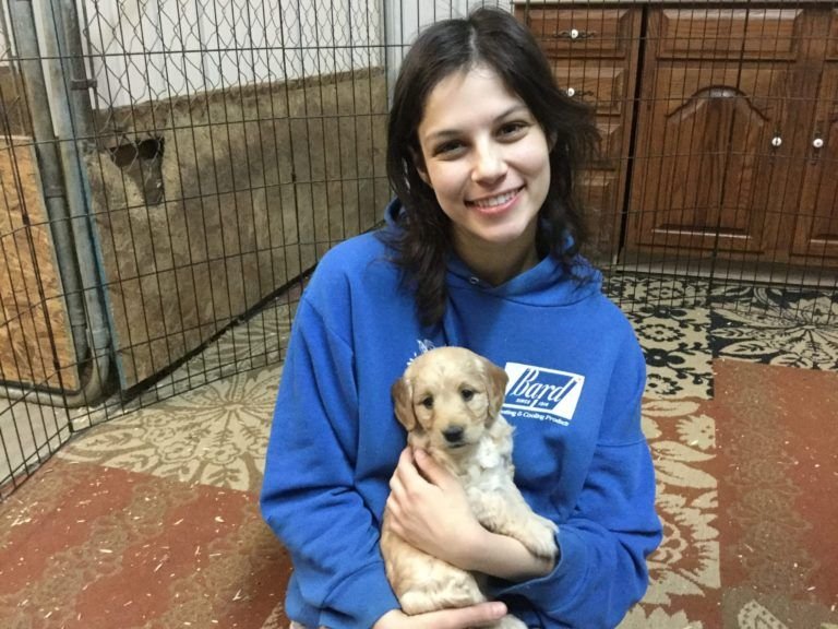 Read more about the article How to Housetrain Your Dog