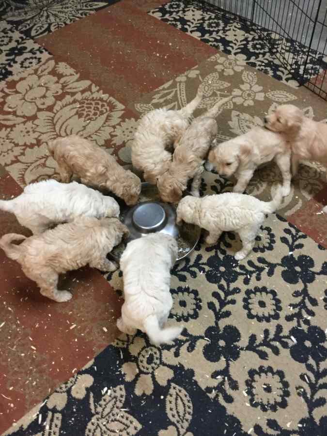 Puppies eating