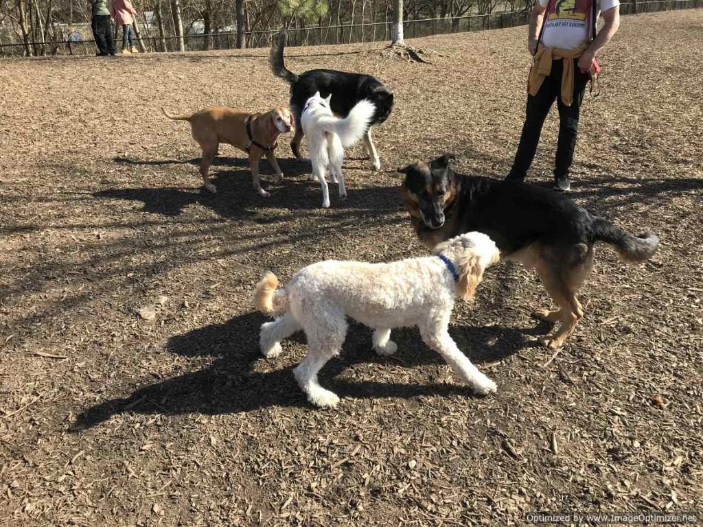 Bella at the Dog Park