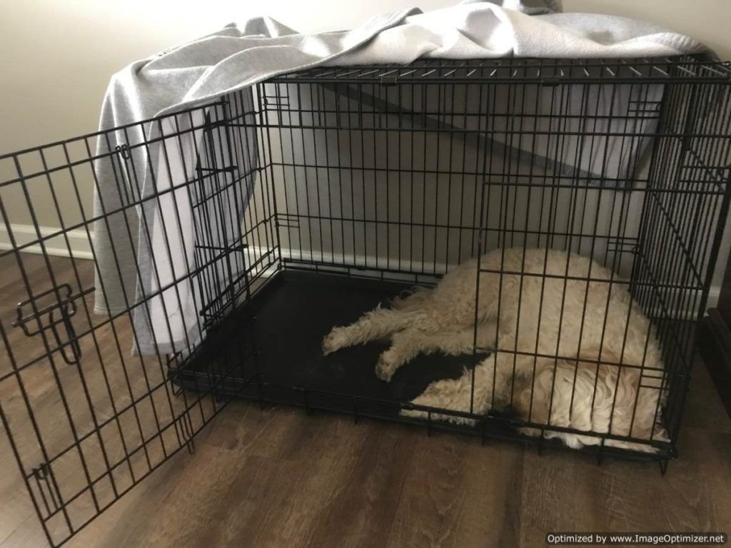 Bella relaxing in her crate 2