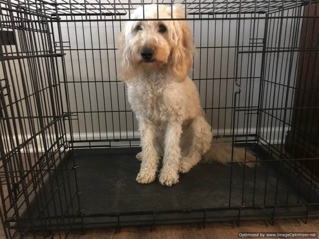 Bella sitting in her crate.