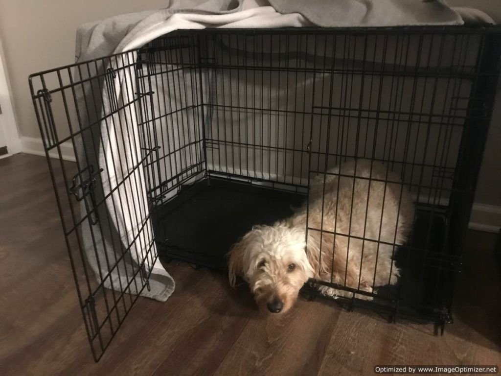 Bella lying down in crate