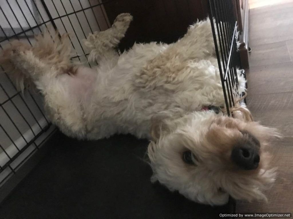 Bella super relaxed in crate