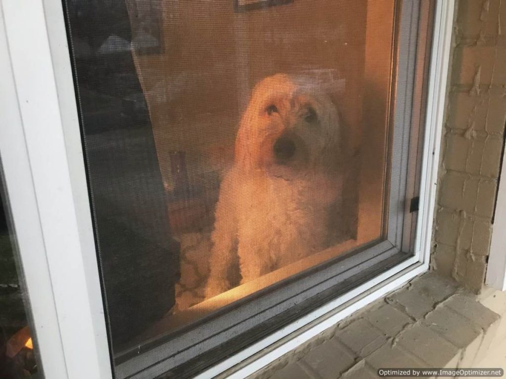 Bella looking out of the window