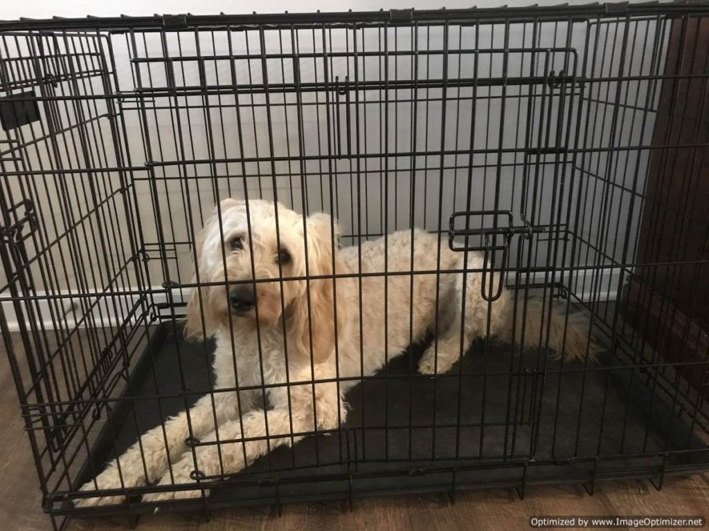 Bella in crate door closed