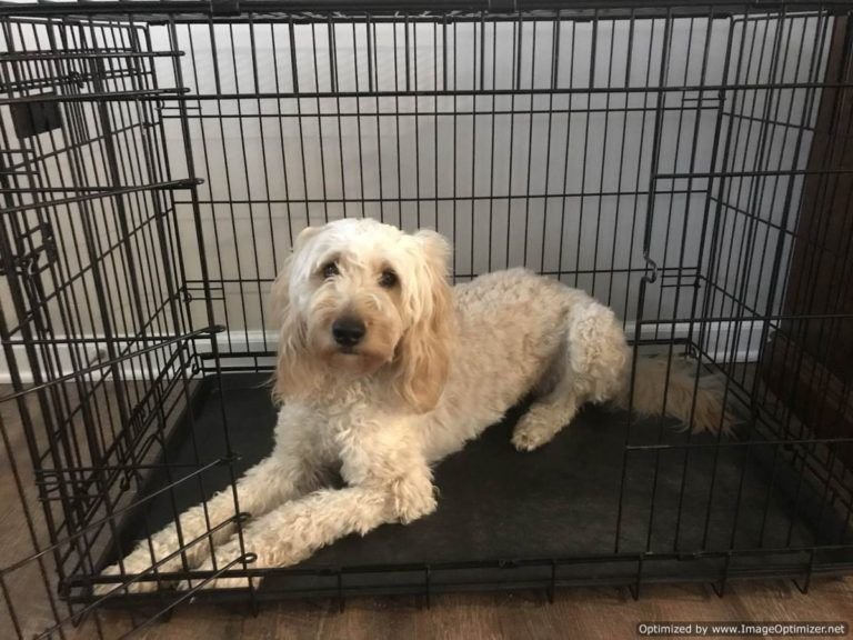 Read more about the article The Essentials of Crate Training Your Dog