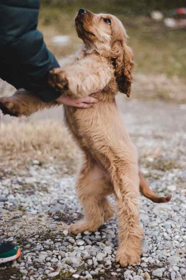 Puppy Jumping Up Towards Person