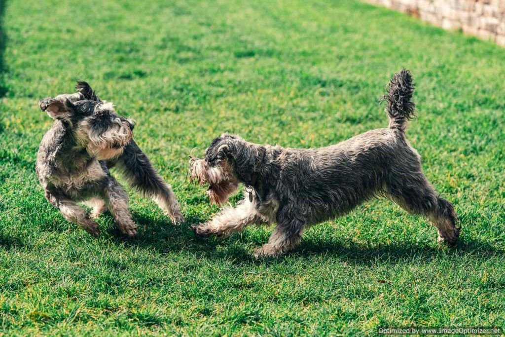 Two Schnauzers Playing