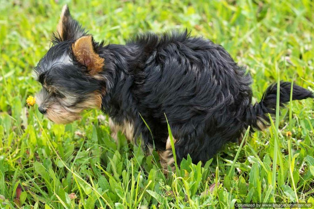 black-and-tan-yorkshire-terrier-on-top-of-green-grass-field-164543