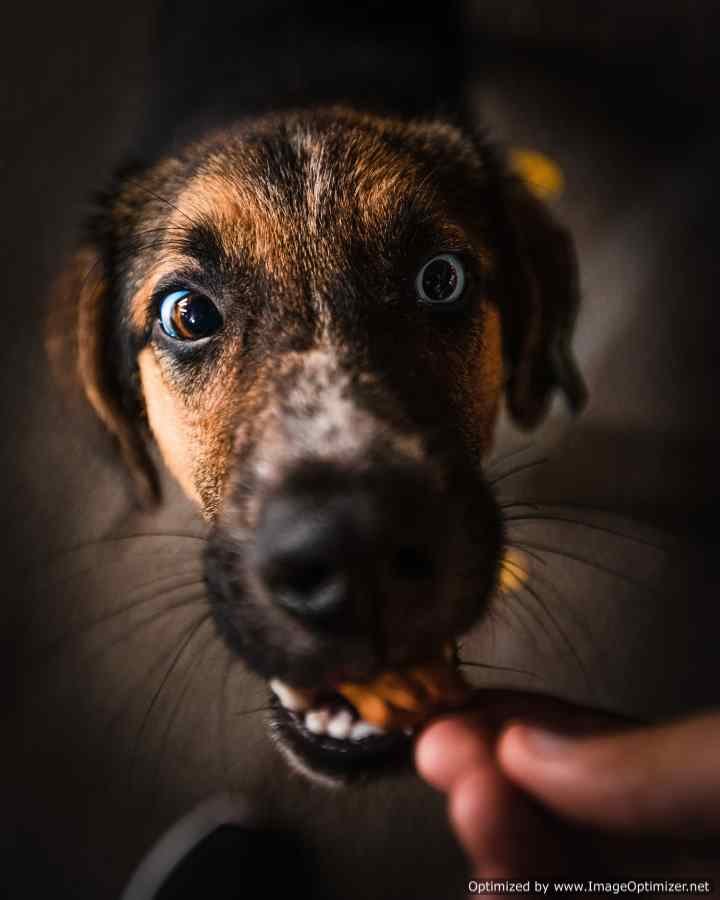 close-up-photo-of-dog-s-face-3302663
