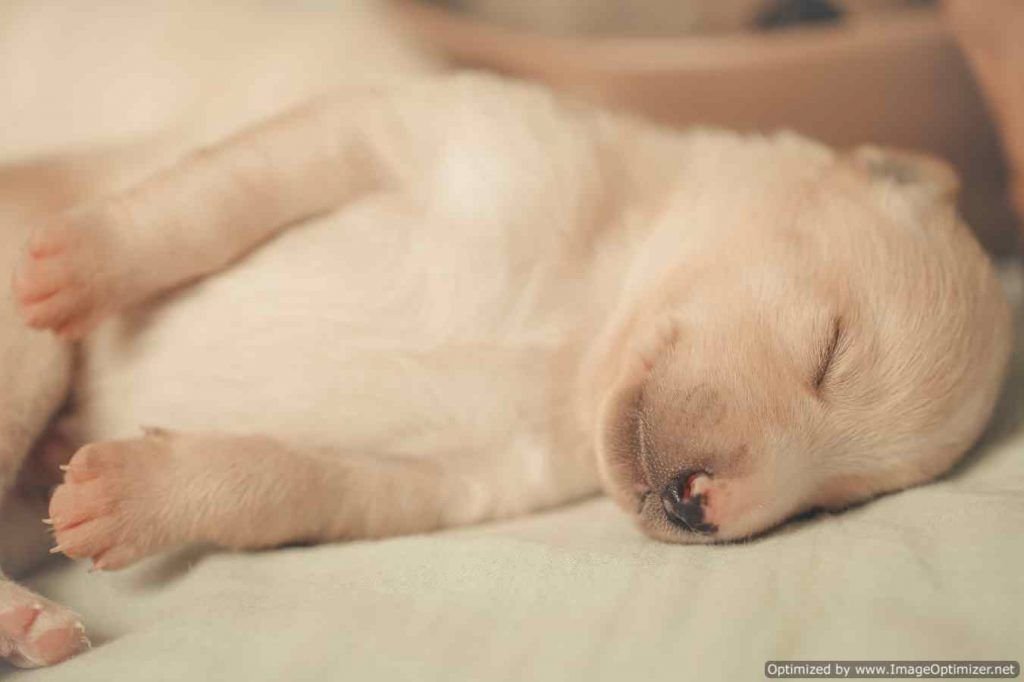 close-up-photography-of-beige-puppy-sleeping-on-white-3197917