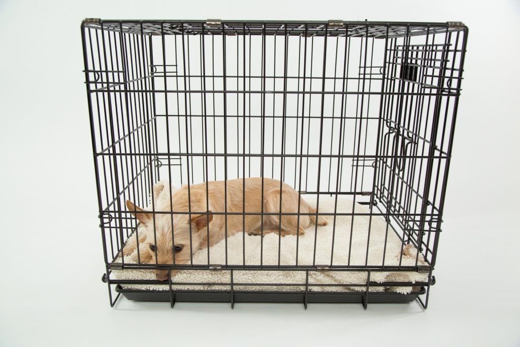 Dog in crate with padding