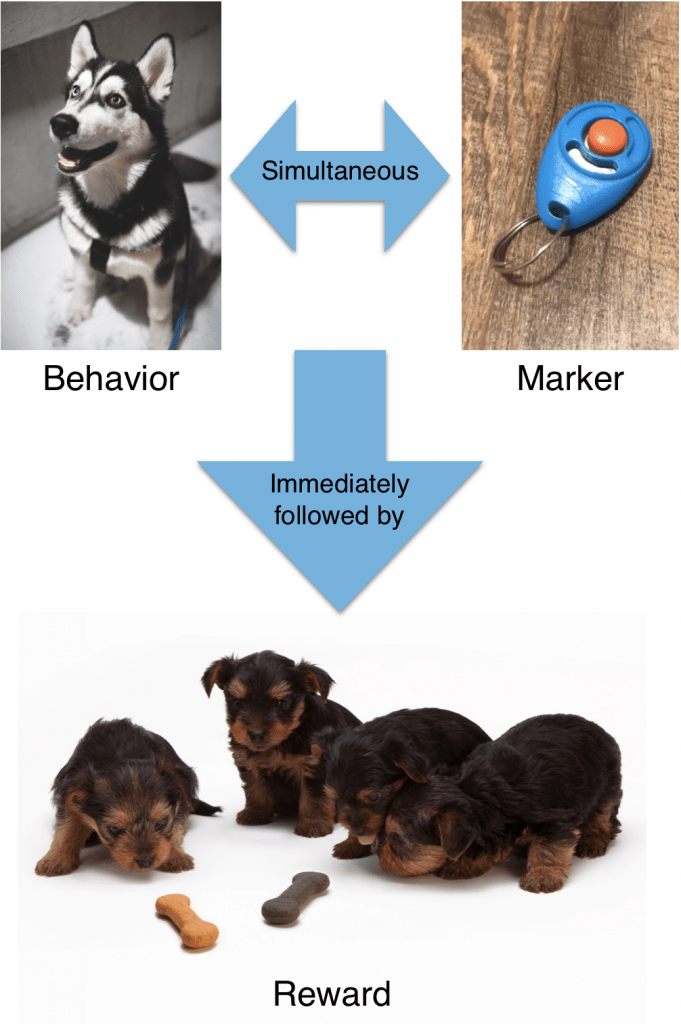 Reward Marker Infographic