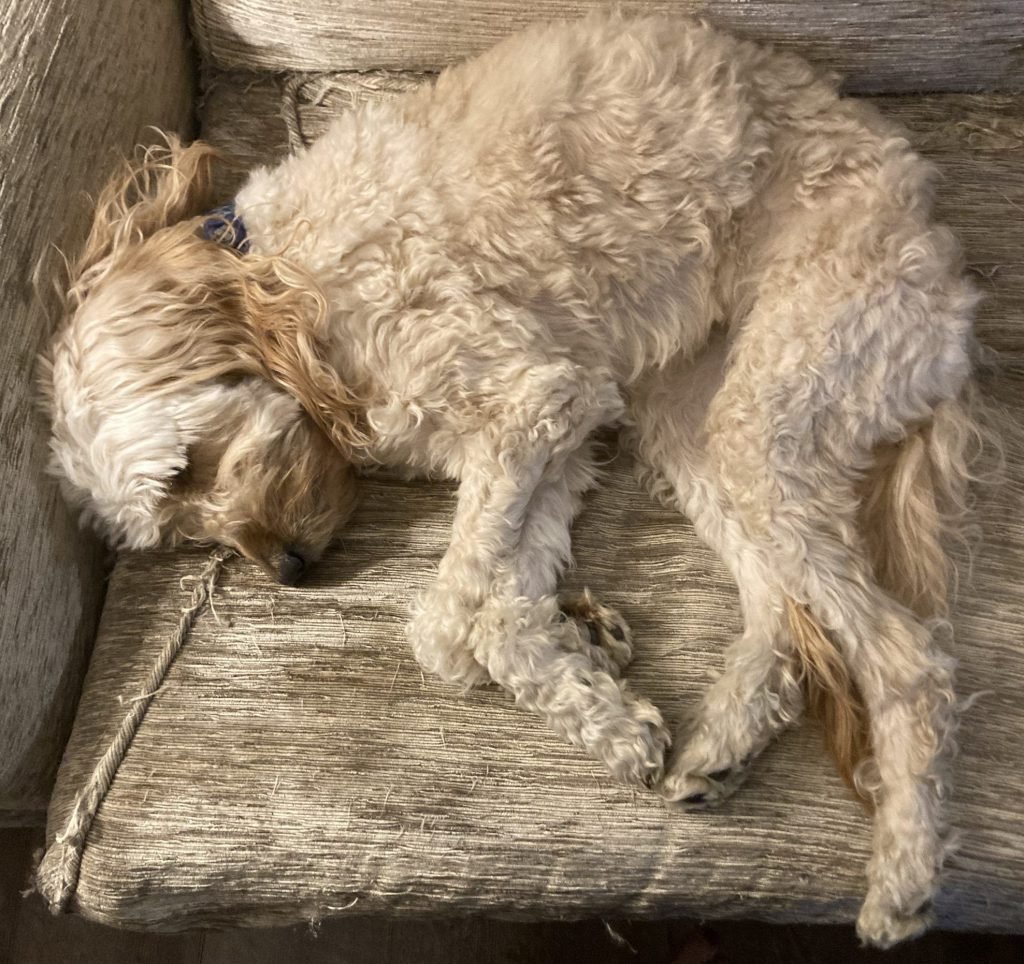 Bella sleeping on the couch