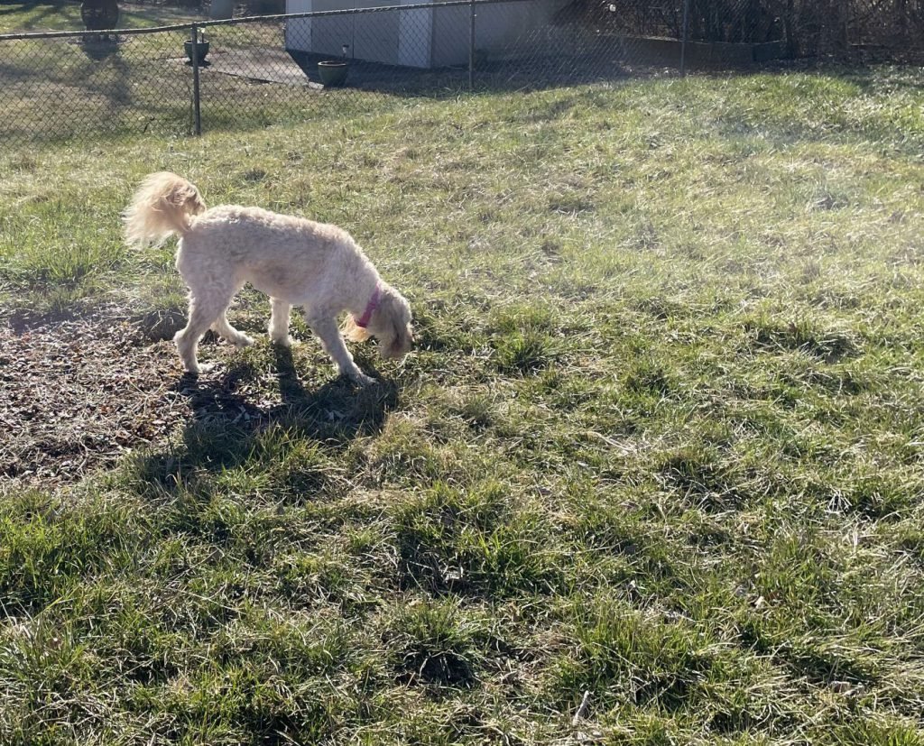 Bella playing the sniffy game