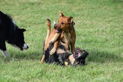 Dogs Playing