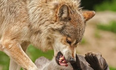 Wolf snarling