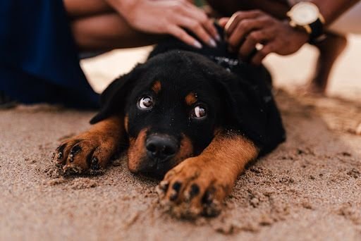 This dog has wide, round eyes with a significant amount of white showing.