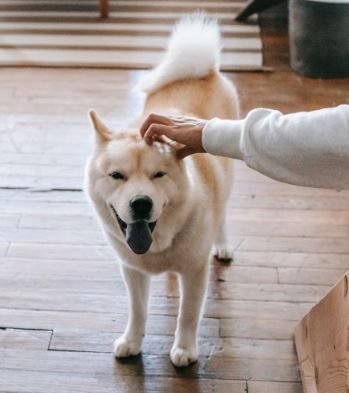 Dog enjoying a head scratch