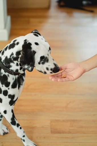 Dalmatian Taking Treat