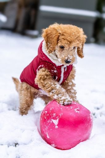 Puppy Playing in Snow