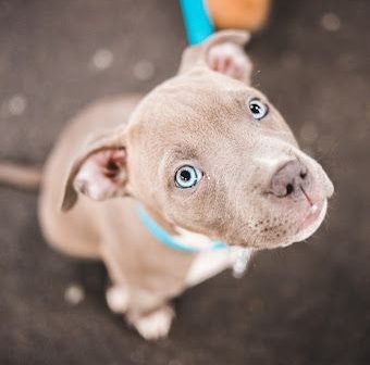 Pit Bull Mix Puppy