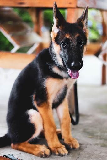German Shepherd Puppy