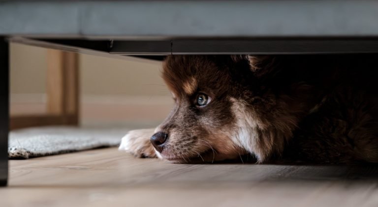 Dog Under Bed
