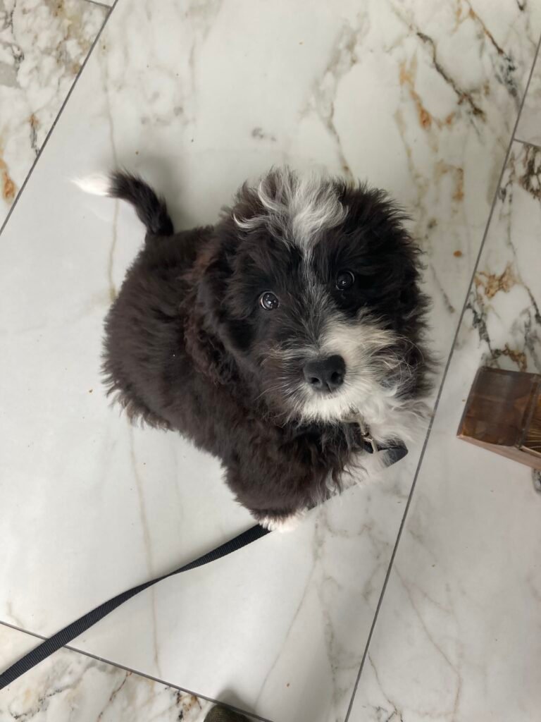 Coco sitting for a treat