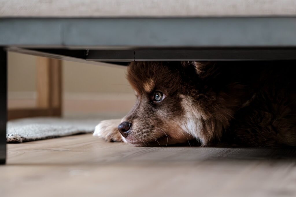 Dog hiding under the bed